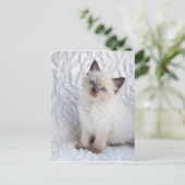 Een jonge ragdolkat zit op de stoel briefkaart (Staand voorkant)