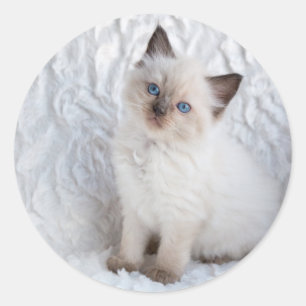 Een jonge ragdoll kat zittend op bont in stoel ronde sticker