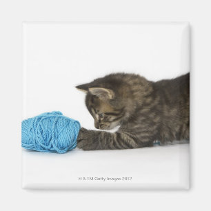 Een jonge Tabby kitten die met wol speelt. Magneet