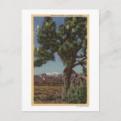 Een Joshua-palm in Bloom in de Californische woest Briefkaart (Voorkant)
