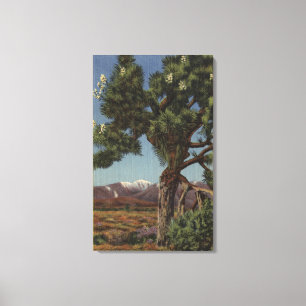 Een Joshua-palm in Bloom in de Californische woest Canvas Afdruk
