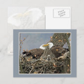 Een kaal Portret van de Familie van Eagle Briefkaart (Voorkant / Achterkant)
