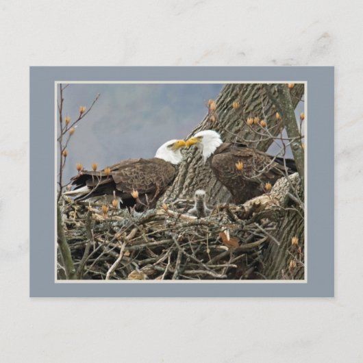Een kaal Portret van de Familie van Eagle Briefkaart (Voorkant)