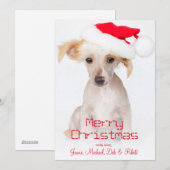 Een kale Chinese kuifhond Feestdagenkaart (Voorkant / Achterkant)