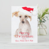 Een kale Chinese kuifhond Feestdagenkaart (Staand voorkant)