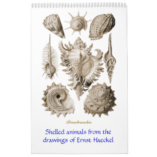 Een kalender met schottekeningen van Ernst Haeckel