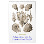Een kalender met schottekeningen van Ernst Haeckel (Hoes)