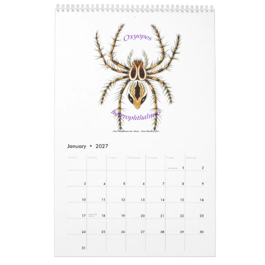 Een kalender met spinnen van Ernst Haeckel. (Jan 2027)