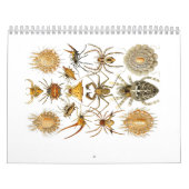 Een kalender met spinnen van Ernst Haeckel. (Hoes)