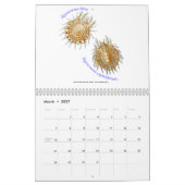 Een kalender met spinnen van Ernst Haeckel. (Mar 2027)