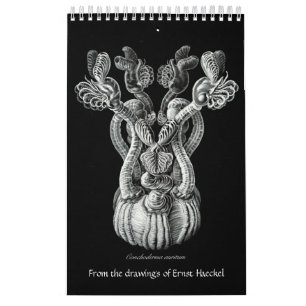 Een kalender met tekeningen van Ernst Haeckel