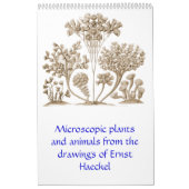Een kalender uit de tekeningen van Ernst Haeckel. (Hoes)