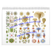 Een kalender uit de tekeningen van Ernst Haeckel (Hoes)