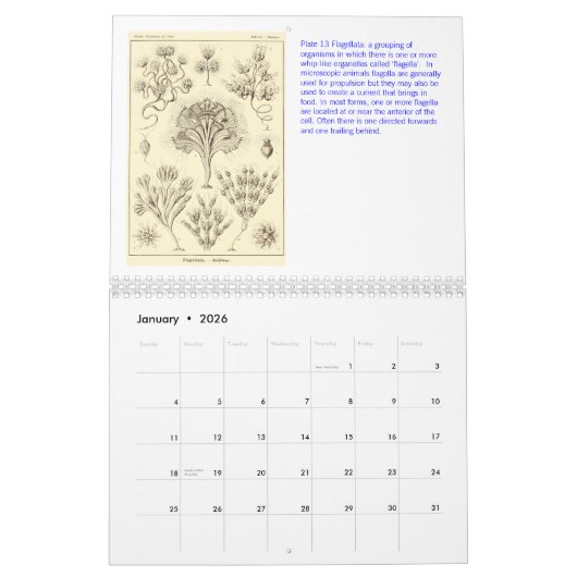 Een kalender uit de tekeningen van Ernst Haeckel (Jan 2026)