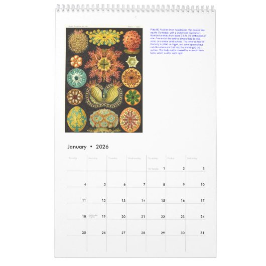 Een kalender uit de tekeningen van Ernst Haeckel. (Jan 2026)