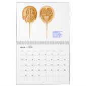 Een kalender van de tekeningen van Ernst Haeckel. (Mar 2026)