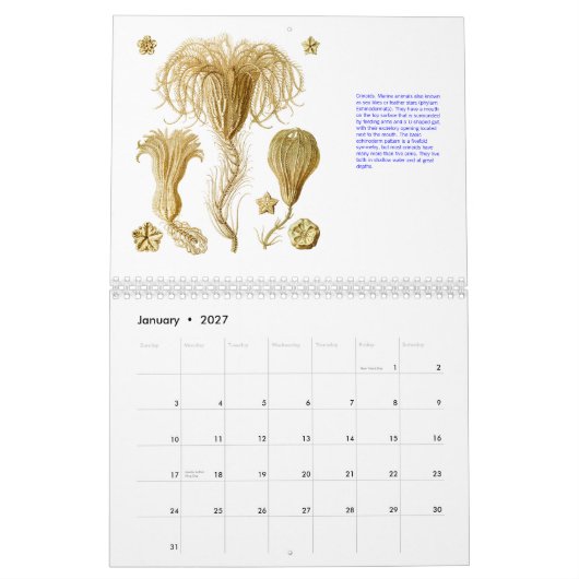Een kalender van de tekeningen van Ernst Haeckel. (Jan 2027)