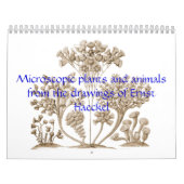 Een kalender van microscopische planten en dieren. (Hoes)
