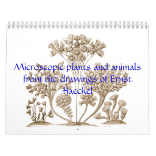 Een kalender van microscopische planten en dieren.