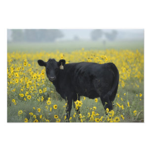 Een kalf te midden van de zonnebloemen van Nebrask Foto Afdruk