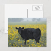 Een kalf tussen de zonnebloemen van de Nebraska Briefkaart (Voorkant / Achterkant)