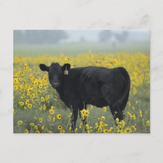 Een kalf tussen de zonnebloemen van de Nebraska Briefkaart (Voorkant)