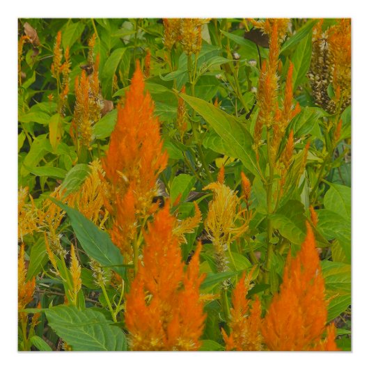 Een kam van een haan met brandende liefde perfect poster (Voorkant)