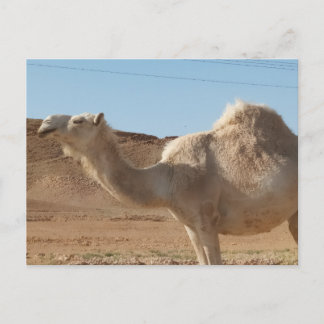 Een kameel briefkaart