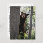 Een kaneel beer briefkaart (Voorkant / Achterkant)