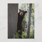 Een kaneel beer briefkaart (Voorkant)