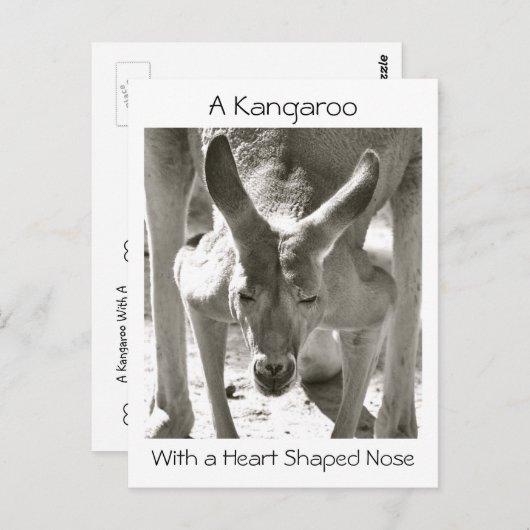 Een kangoeroe met een hartvormige neus briefkaart (Voorkant / Achterkant)