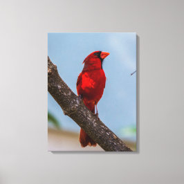 Een Kardinaal 18 x 24 Canvasprint op Spandraam Canvas Afdruk
