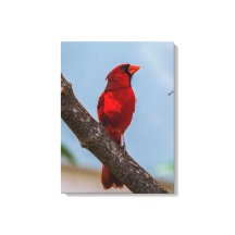 Een kardinaal 18 x 24 gespannen canvas print