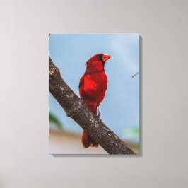 Een kardinaal 18 x 24 gespannen canvas print