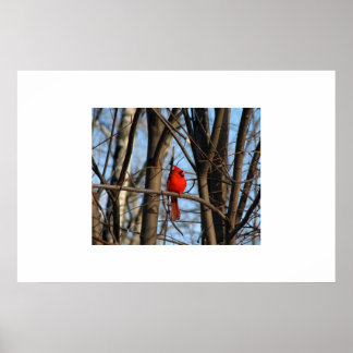 Een kardinaal Poster