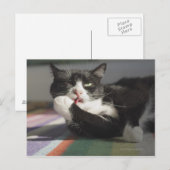 Een kat die het schopt is Paw. Briefkaart (Voorkant / Achterkant)