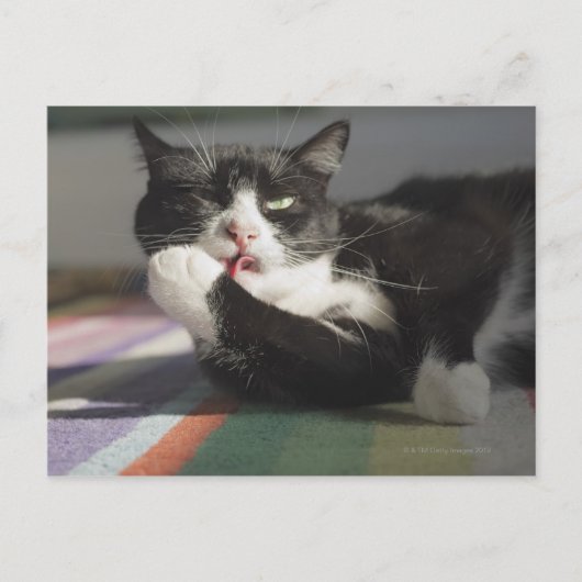 Een kat die het schopt is Paw. Briefkaart (Voorkant)