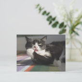 Een kat die het schopt is Paw. Briefkaart (Staand voorkant)