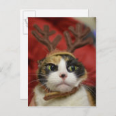 Een kat die rendiergeweitakken dragen briefkaart (Voorkant / Achterkant)