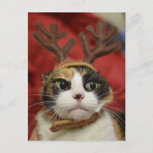 Een kat die rendiergeweitakken dragen briefkaart (Voorkant)