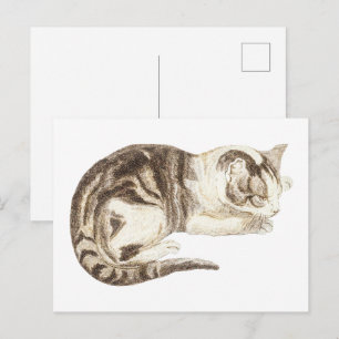 Een kat door Johan Teyler (1648-1709) Briefkaart