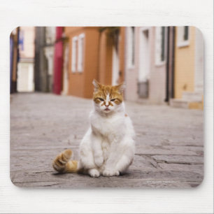 Een kat in de straten van Burano, Italië.  2006. Muismat
