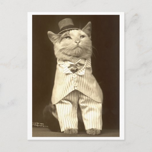 Een kat in pak en pet! briefkaart (Voorkant)