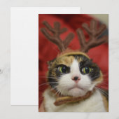 Een kat met rendierantaarns (Voorkant / Achterkant)