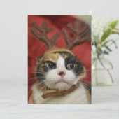 Een kat met rendierantaarns (Staand voorkant)