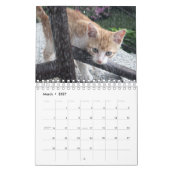 Een kat voor elke seizoenskalender kalender (Mar 2027)