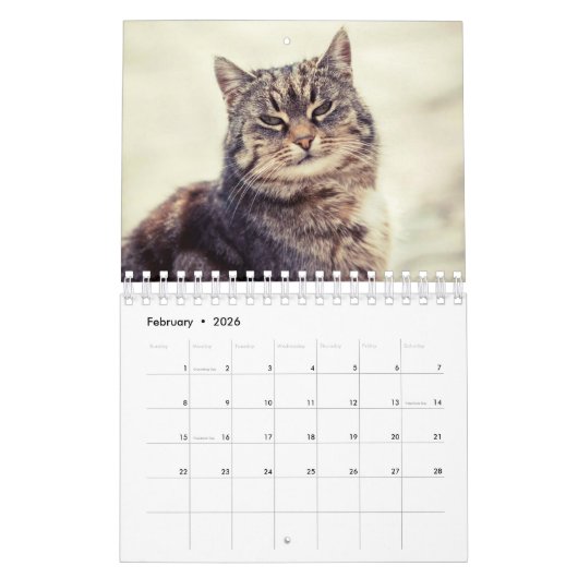 Een kat voor elke seizoenskalender kalender (Feb 2026)