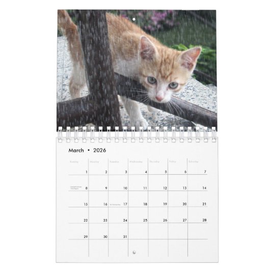 Een kat voor elke seizoenskalender kalender (Mar 2026)