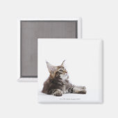 Een katje Maine Coon. Magneet (Voorkant / Achterkant)