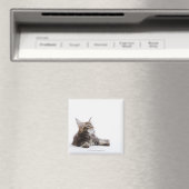 Een katje Maine Coon. Magneet (Insitu (Vaatwasser))